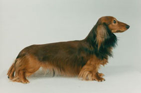 CLICK HERE PEDIGREE