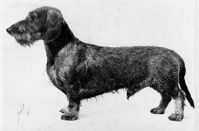 INT Ch. & FIN&S Ch. & FIELD TRIAL Ch. GISS KIBOSH S8371/61