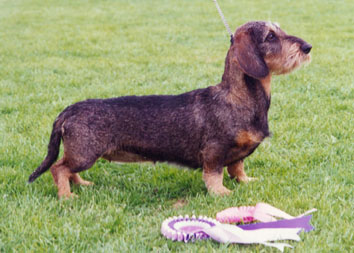 ANOTHER VETERAN: Ch. LAMARK KONSTANZE; SIRE INT & NORD Ch. MULTIWINNER Clur vom Hohen Norden, DAM: FIELD TRIAL Ch. Lamark Quinta
