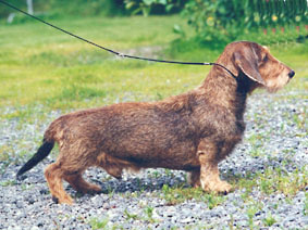 INT & S & FIN Ch. FIN W-85 LAMARK DONN 13 YEARS OLD AND STILL BOB