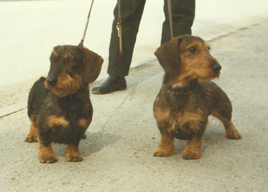 FURUPILENS PEPSI AND LAMARK DONN 1987